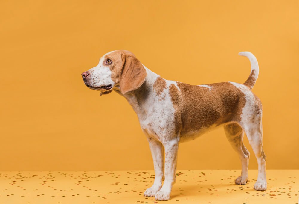 Spotting Trouble: Signs of Hip Problems in Dogs and How to Relieve Their Pain